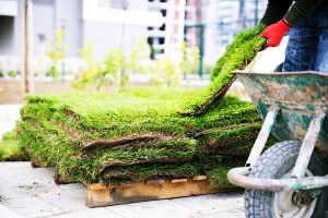 Sanibel Sod Installation & Removal Service fortmyerslandscaping sod 02