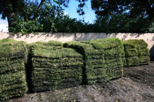 Sanibel Sod Installation & Removal Service fortmyerslandscaping sod 05