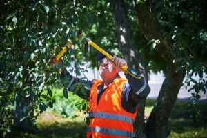 Fort Myers Tree Pruning Service fortmyerslandscaping tree pruning 01