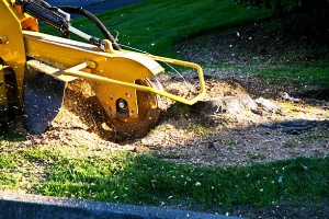 Fort Myers Beach Stump Grinding & Removal Company fortmyerslandscaping tree stump 05