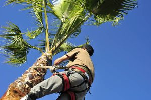 Fort Myers Tree Pruning Service palm1 300x199