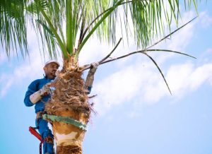 Fort Myers Tree Pruning Service palm2 300x218