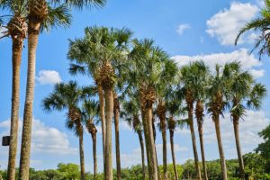 Estero Tree Service trees3 300x200