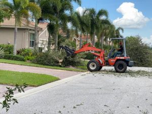 Estero Tree Service trees4 300x225