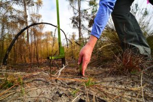 Estero Tree Service trees6 300x200