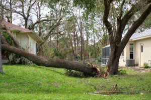 Fort Myers Tree Removal Company trees7 300x200