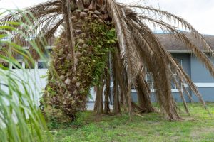 Fort Myers Tree Removal Company trees8 300x200