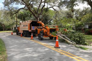 Fort Myers Tree Removal Company trees9 300x200